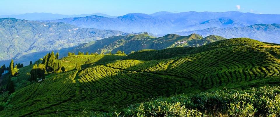 Tea Plantations at Ilam