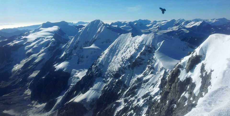 Gran Zebru ( Konig Spitze ) from summit of the Ortler in the Alps of NE Italy