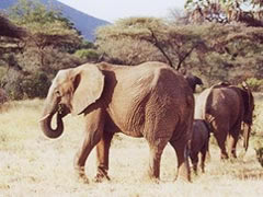 http://www.njewasafaris.com