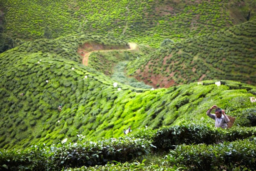 Tea Plantations in Cameron Highlands