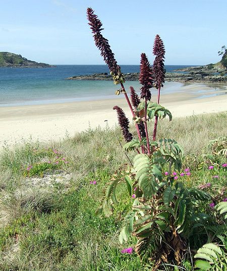 Matai Beach on Karikari Peninsula on the North Island of New Zealand