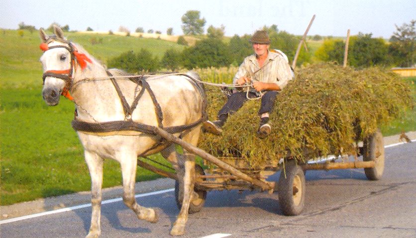 Horse and Cart in Romania