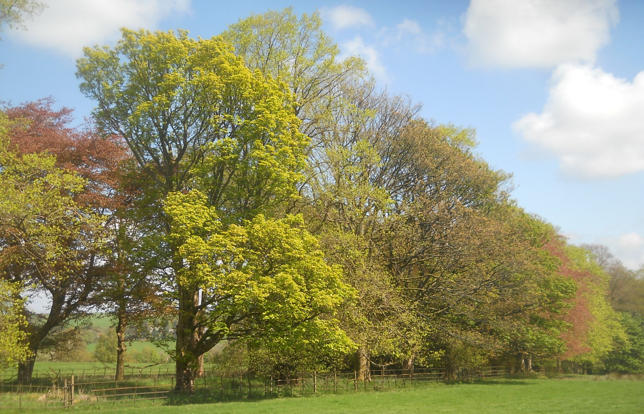 Trees lining drive to Ballikinrain Castle