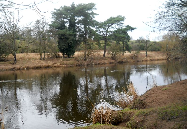 Scots Pine trees along the River Clyde