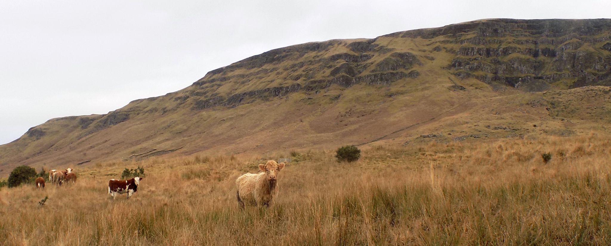 On ascent to the escarpment of the Campsie Fells