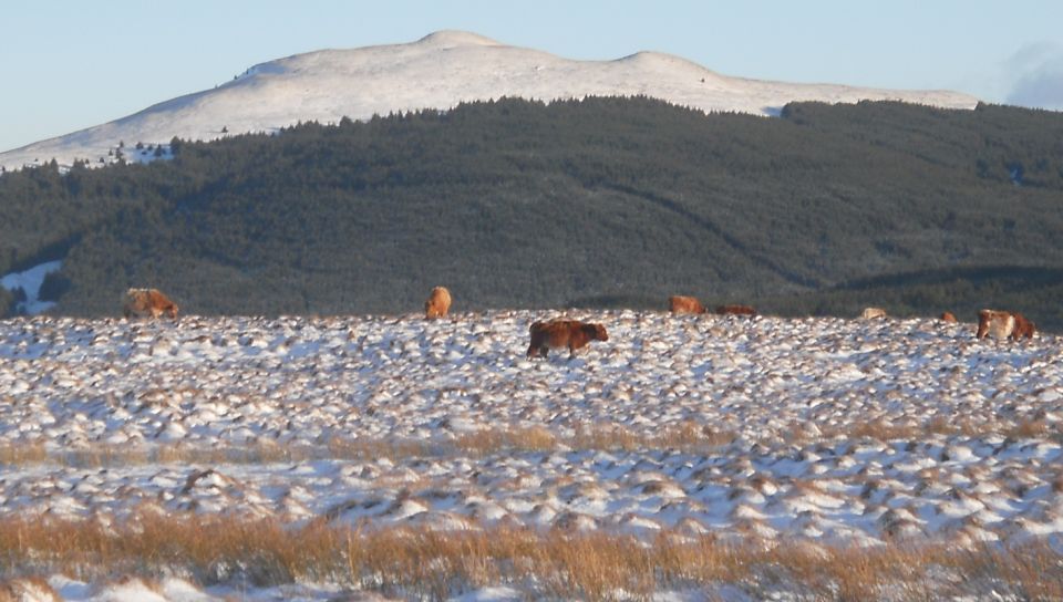 Meikle Bin in winter from the Campsie Fells