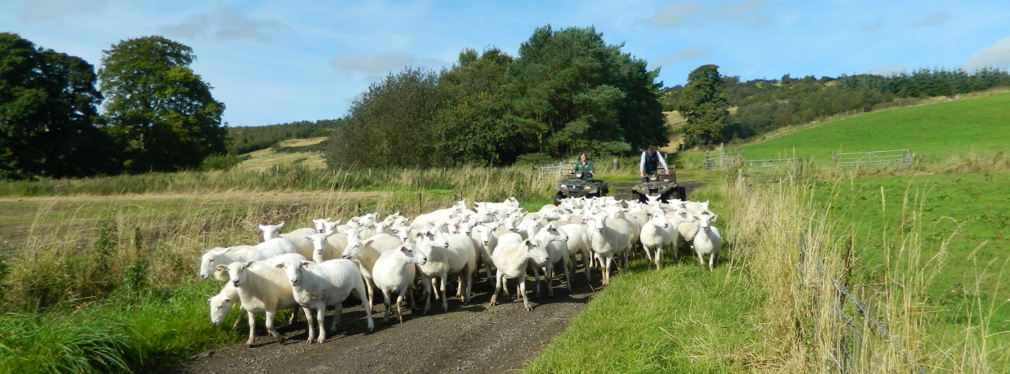 Sheep at Cochno Farm