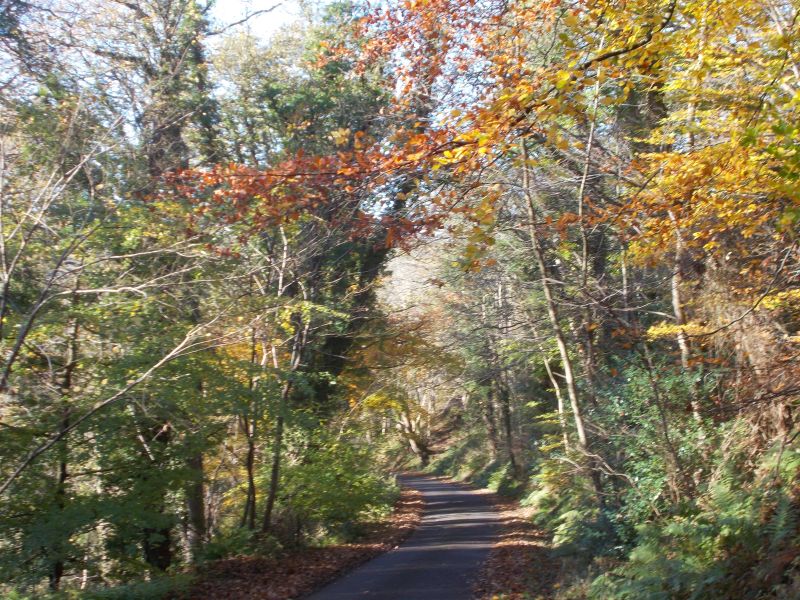 Country Lane on route to Braidwood