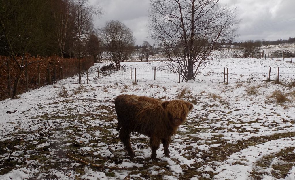 Highland calf at Deil's Craig Dam