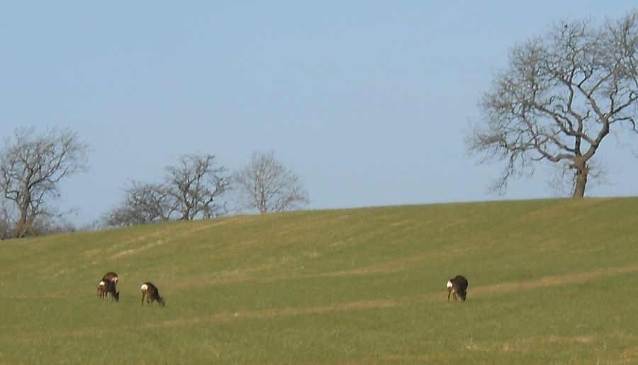 Roe Deer in Field at Dowan Farm