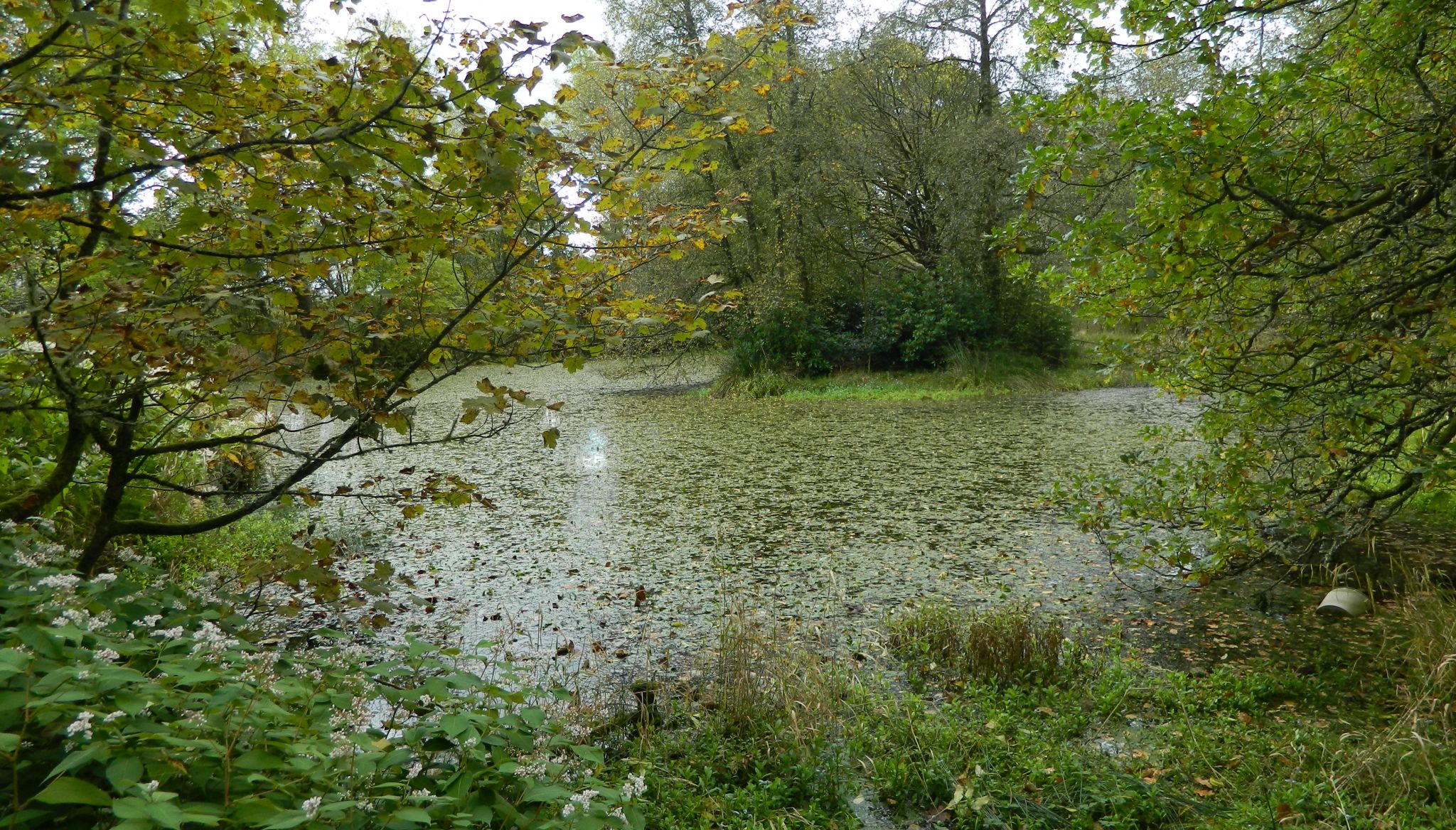 Swan Pond beside trail to Kilmahew Castle