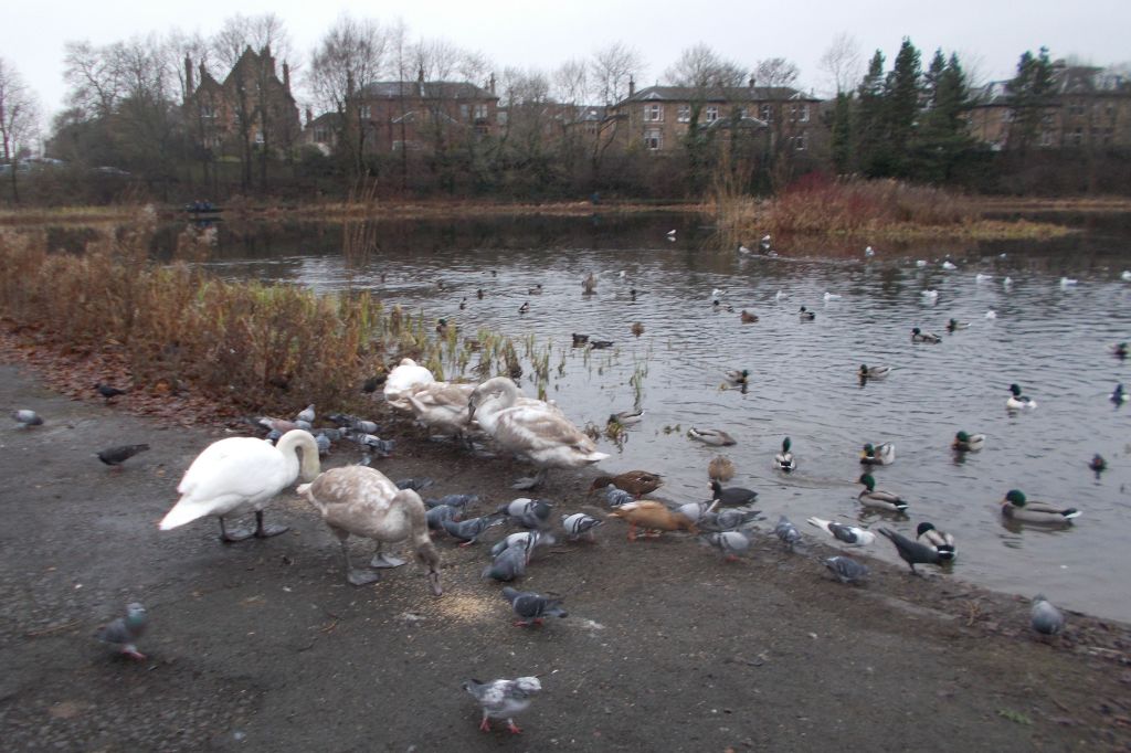 Bingham's Pond in Great Western Road