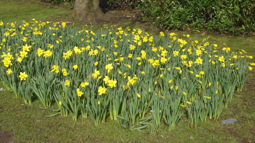 Daffodils in Springtime