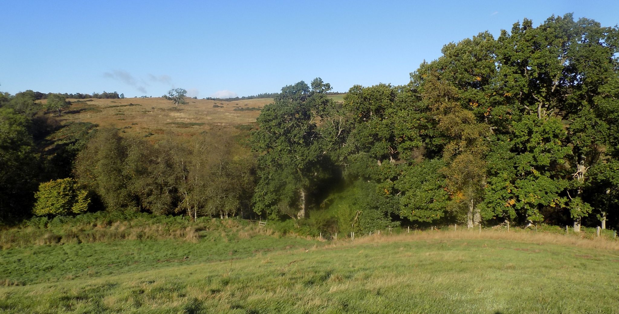 Gully of tributary of Boquhan Burn