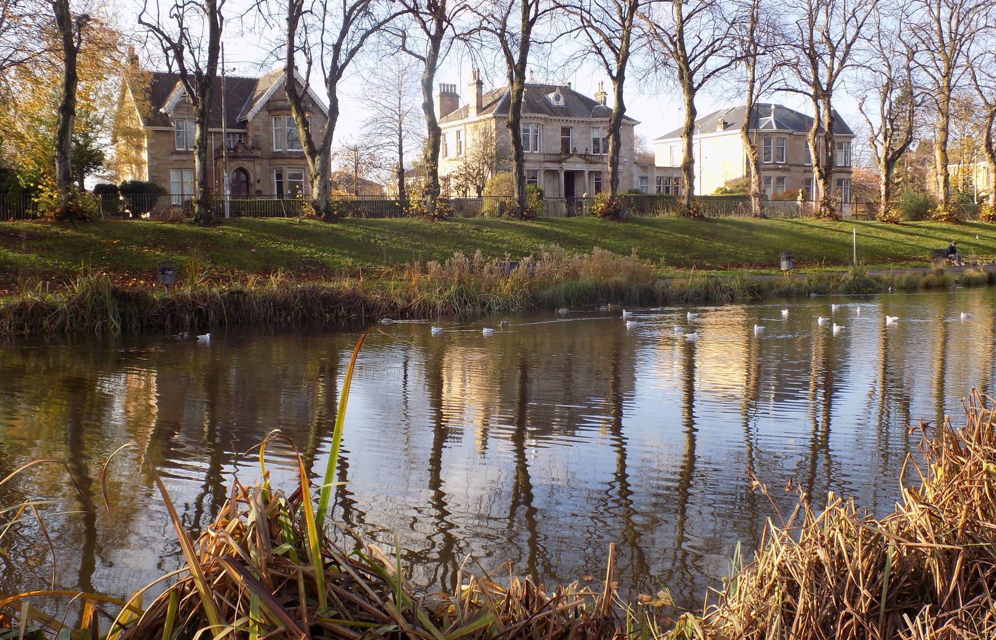 Houses in Sprinkell Avenue from Maxwell Park