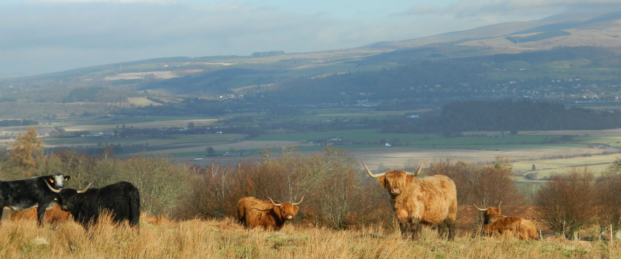 Highland Cattle on Touch Hills