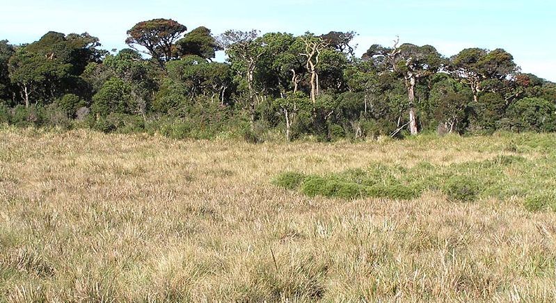 Horton Plains National Park in the Hill Country of Sri Lanka