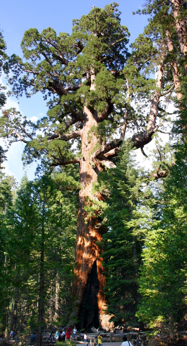 "Grizzly" - Giant Sequoia Tree in Sequoia National Park